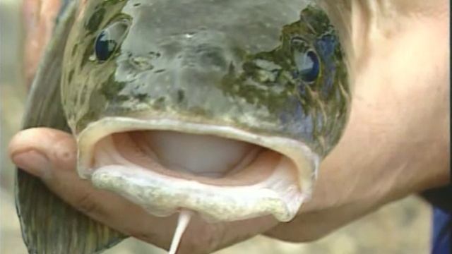 Правда ли, что у Обыкновенного налима — Lota lota органы вкуса расположены на брюшных плавниках ? смотреть онлайн