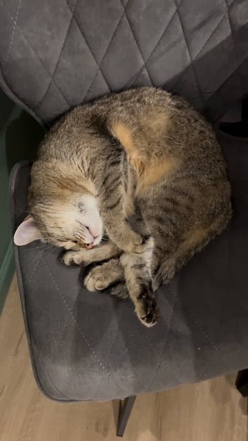 все для кота