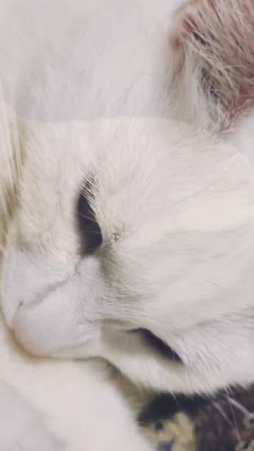 Наша красотка! Любимая кошечка Белка.