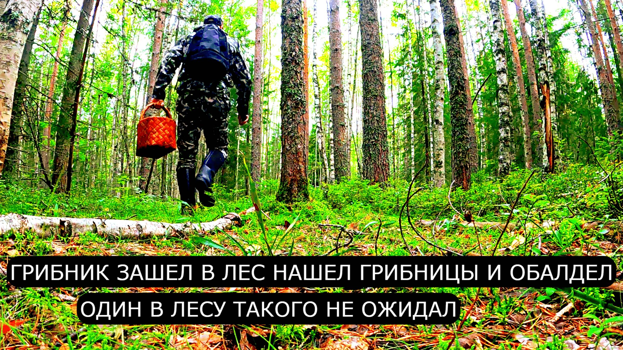 Грибник зашел в лес нашел ГРИБНИЦЫ и ОБАЛДЕЛ! Один с лесу такого не ожидал! Ягоды и Грибы 2025 смотреть онлайн