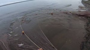 Рыбалка Неводом. Первая Ряпушка!