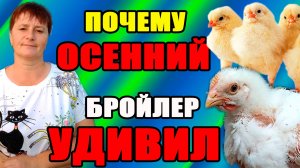 Почему ОСЕННИЙ БРОЙЛЕР удивил меня.