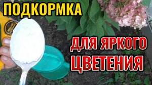 Кормлю этим удобрением гортензии метельчатые для яркого цветения в сентябре 🌺