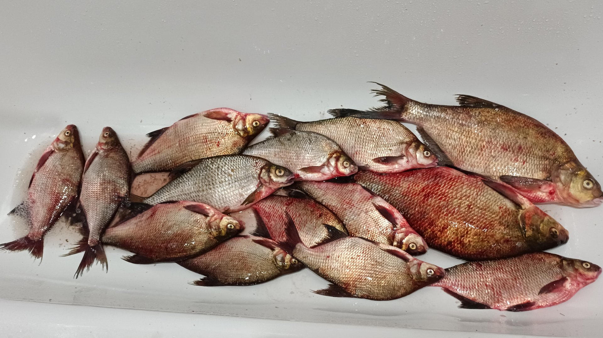 Ловля осеннего леща с лодки.