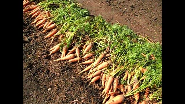 Урожай моркови