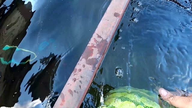 Арбуз с моего огорода 12,5 кг.