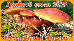 Грибной сезон 2025 В лес за маслятами Костромская область