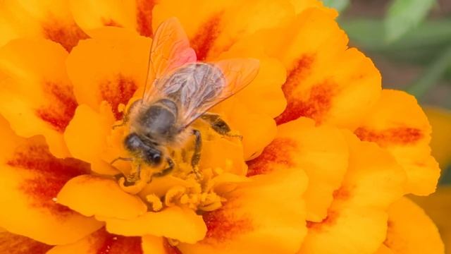 Последние цветы для пчёлок: сентябрьский сбор смотреть онлайн