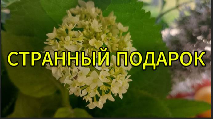 Странный подарок от хитрой тетки смотреть онлайн