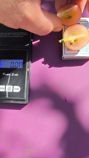 КРАСНОЕ ЯБЛОКО селекции Новака Владислава. +79900274169, +79900274170