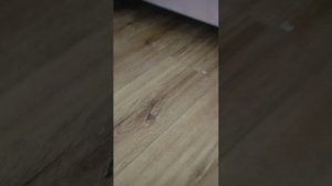 жизнь собаки милый пёсик исследует приключения 🥹💖💗🥰