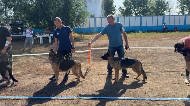 Группа WECKO v. Huhnegrab. ЭНГЕЛЬС 31 августа`25 Моно немецких овчарок