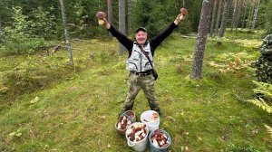 Красивый гриб Боровик и его много. Сосновый Бор 200 КМ. Мурманского шоссе. Супер гриб и прогулка.