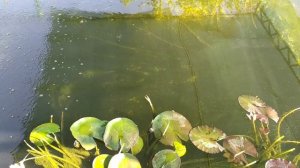 Пруд на участке, на дворе уже осень. Форель чувствует себя хорошо и неплохо подросла с весны.