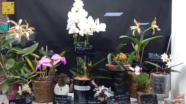 Выставка орхидей. Орхидиум осень 2025 год. смотреть онлайн