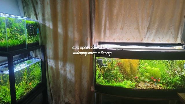 Обзор ШЕСТИ аквариумов содержанием без подмен на сентябрь 2025 г. смотреть онлайн