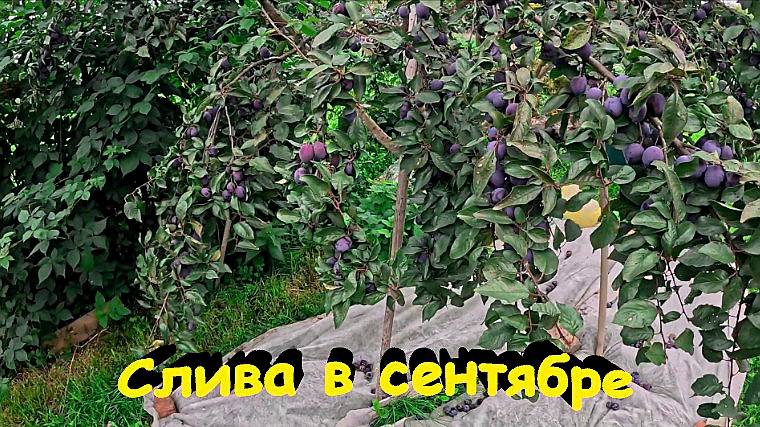 "Слива в сентябре."#сад#огород#дача смотреть онлайн