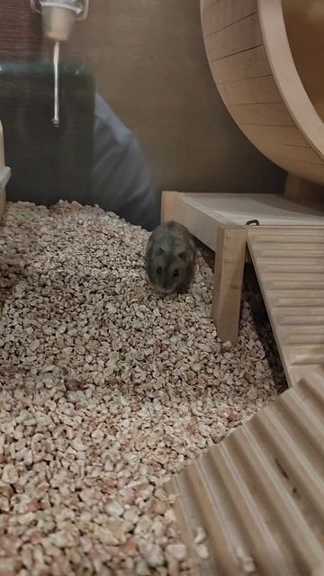 Новый житель нашего дома. Джунгарский хомячок. #shorts смотреть онлайн