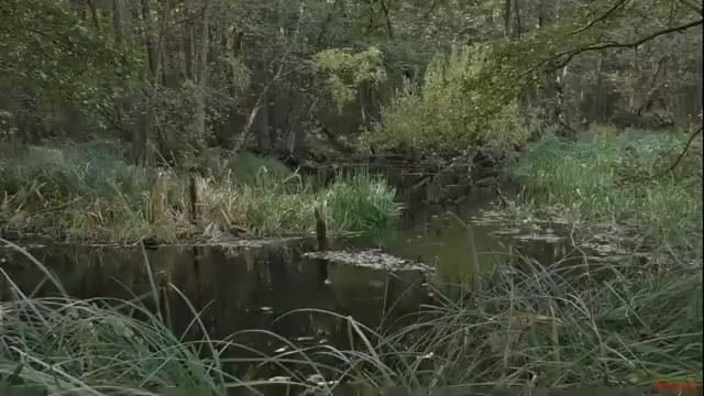 Сергей Чекалин. Падают листья смотреть онлайн