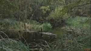 Сергей Чекалин. Падают листья