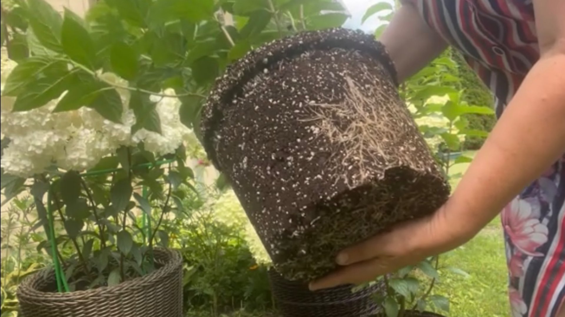 Перевалка гортензий. Какую корневую систему можно получить через месяц. Видео из архива 2024 года смотреть онлайн