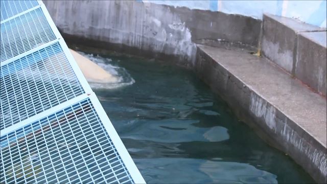 Кай отдохнул и устроил шоу с шарами 11.09.2025 смотреть онлайн