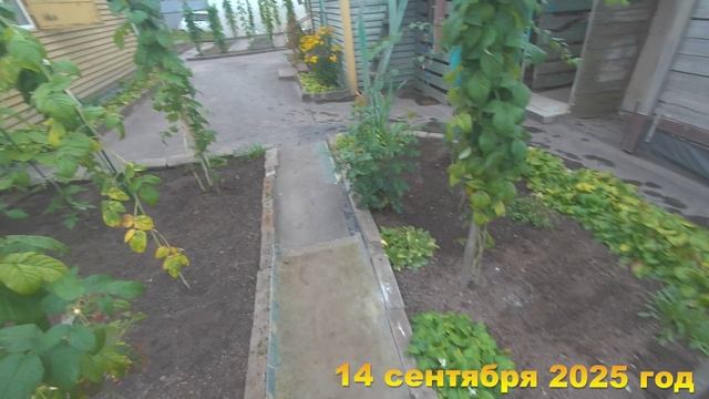 7 соток. Готовлю дачу к зимнему сезону. Хроника 14 сентября 2025 год смотреть онлайн