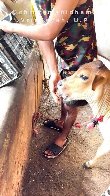 7 - 13 сентября. Видеоотчет о кормлении коров в гошале Ачарья Сурендры Мишры смотреть онлайн