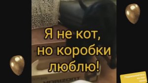 Собаки тоже любят коробки