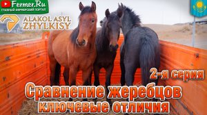 Секреты упитанности жеребцов: откуда берётся вкусное мясо? Как распределяется жир у лошадей?