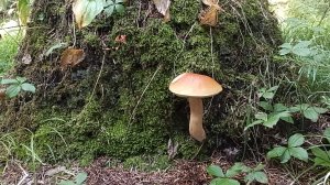 Сбор Грибов на Сахалине.