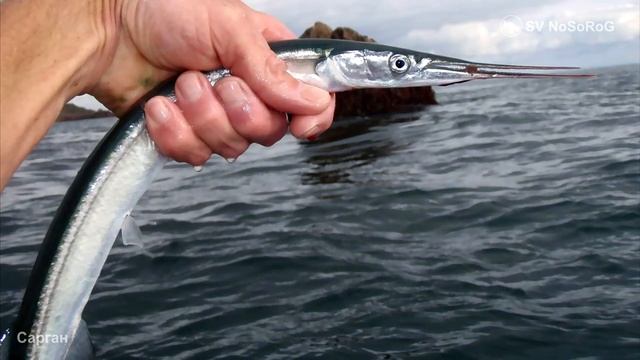 В каком возрасте наступает половая зрелость у Атлантического саргана (Garfish) — Belone belone ? смотреть онлайн