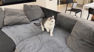 А-нука-Давай-ка. Новый дом для кошки Мурки! Реакция на новую квартиру!