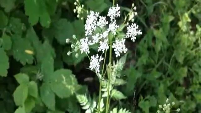 Болиголов пятнистый смотреть онлайн