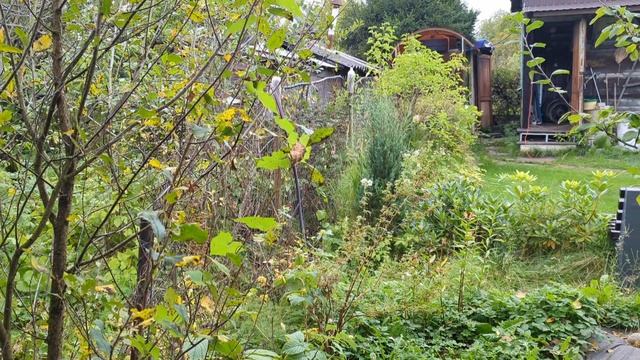 21-09-2025.Дача.Пилим старые бревна..Утилизирует ветки. смотреть онлайн