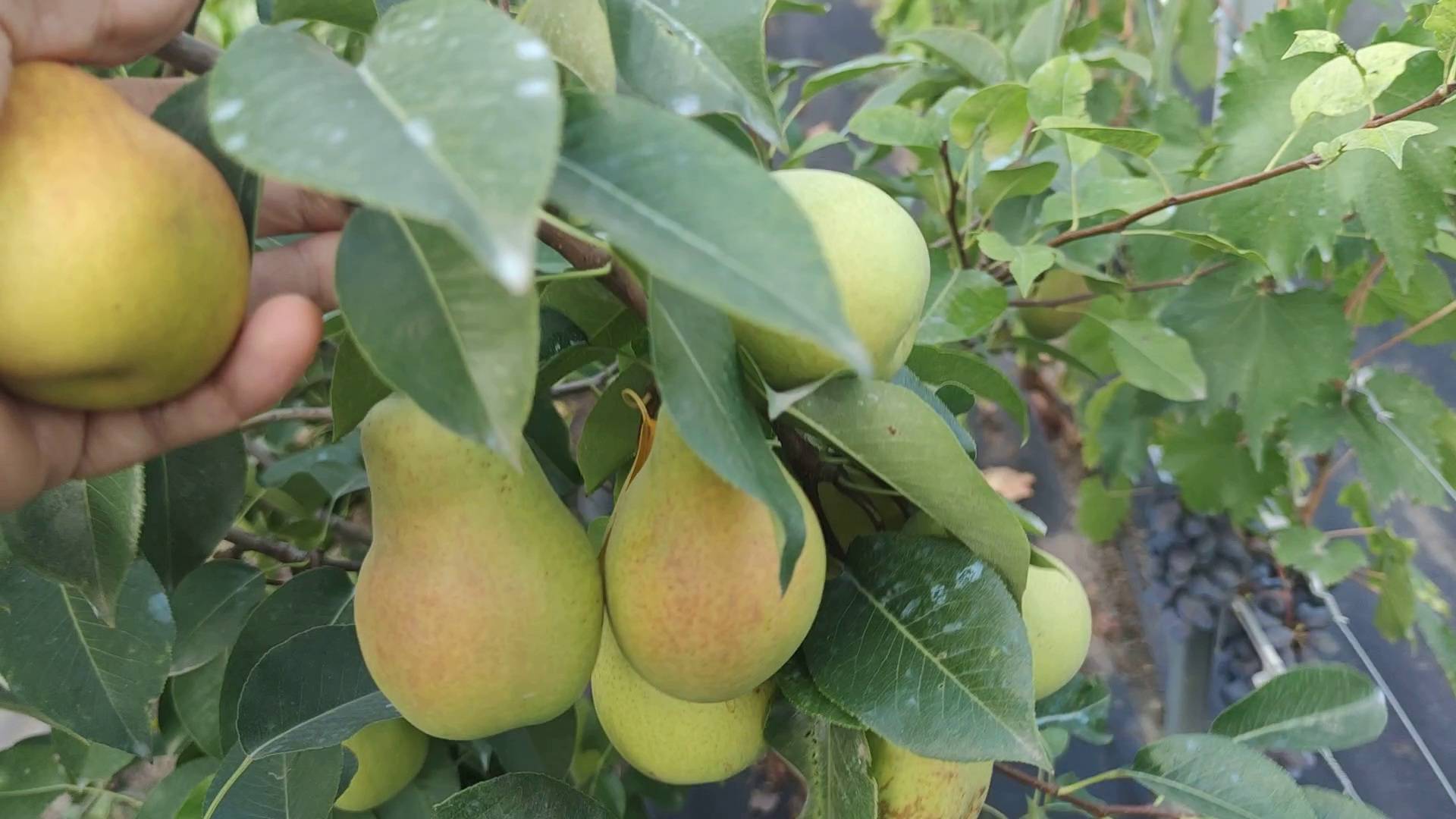 Груша Формировка Урожай  Https://youtu.be/iP6pfTuYhYE