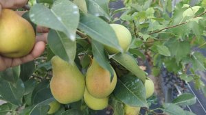 Груша Формировка Урожай  https://youtu.be/iP6pfTuYhYE