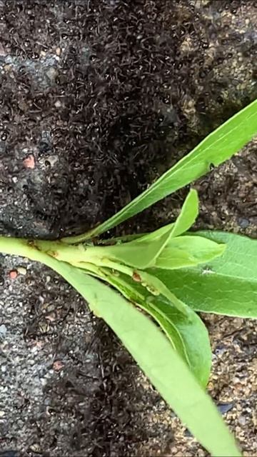 Как бороться с муравьями на дачном участке? 🐜