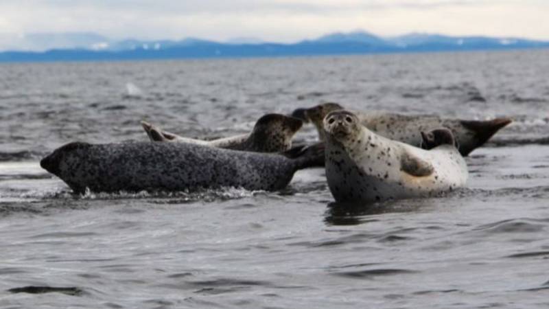 Камчатка 2025. Ненасытные рыбоеды!