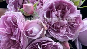 Réverie- новинка японской селекции Макики Кавамото 2022 г. Цветок навеянный сном