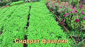"Фацелия в сентябре 2025."#сад#огород#дача