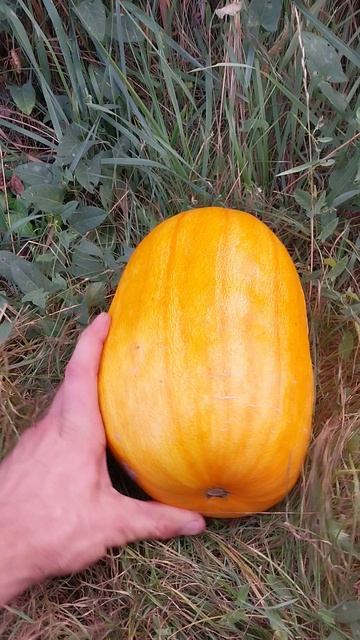 Очень колоритная тыква! смотреть онлайн