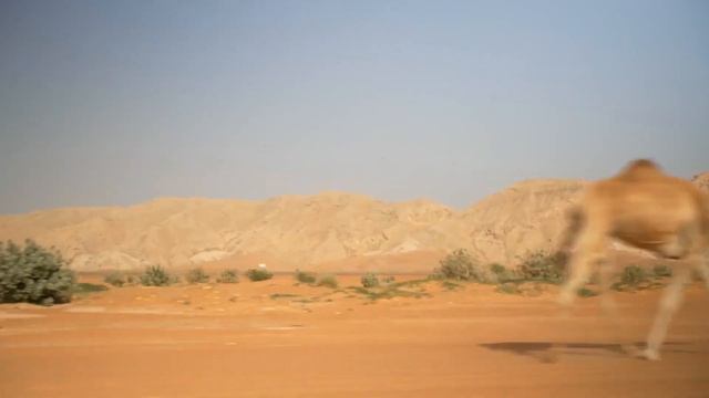 AWO - Dubai (1080p_30fps_H264-128kbit_AAC)