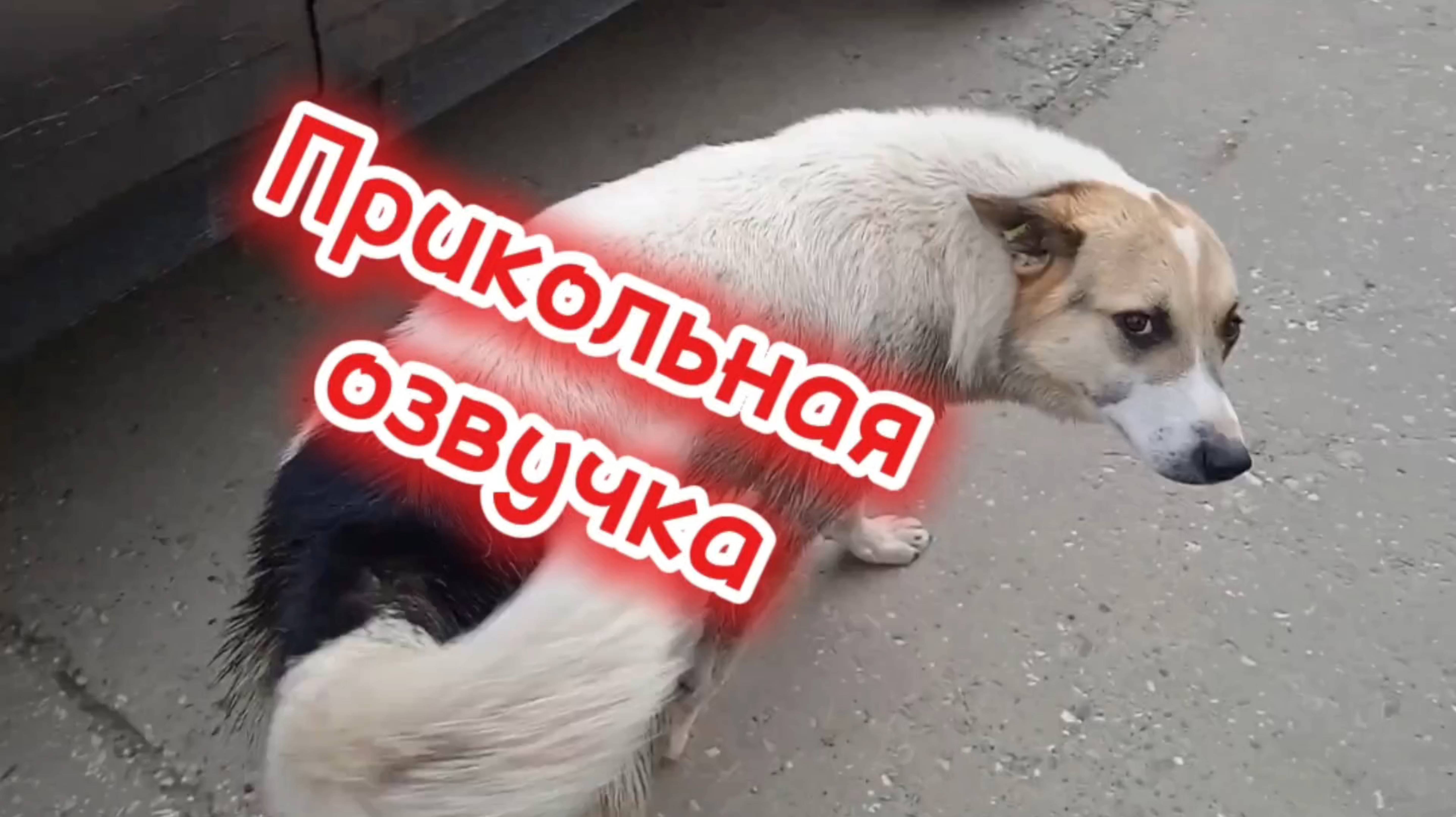 Прикольная озвучка. смотреть онлайн