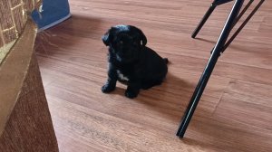 Будни с Щенком) 🐶