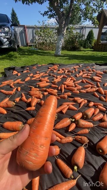 Урожай моркови смотреть онлайн