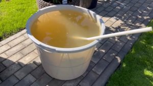 Подготовка гортензий к зиме. Прогулка по осеннему саду гортензий.