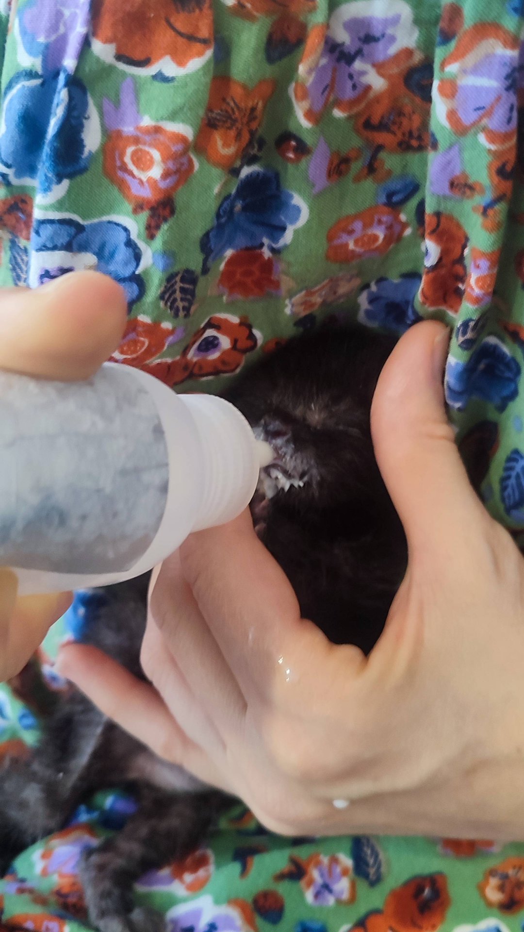 Брошенный Котенок