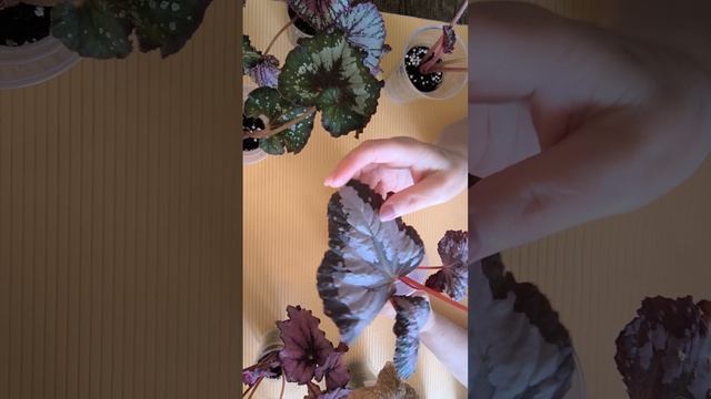 распродажа бегоний на 14.09.2025г смотреть онлайн