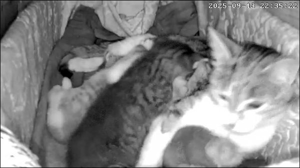 Муська и мусята _1